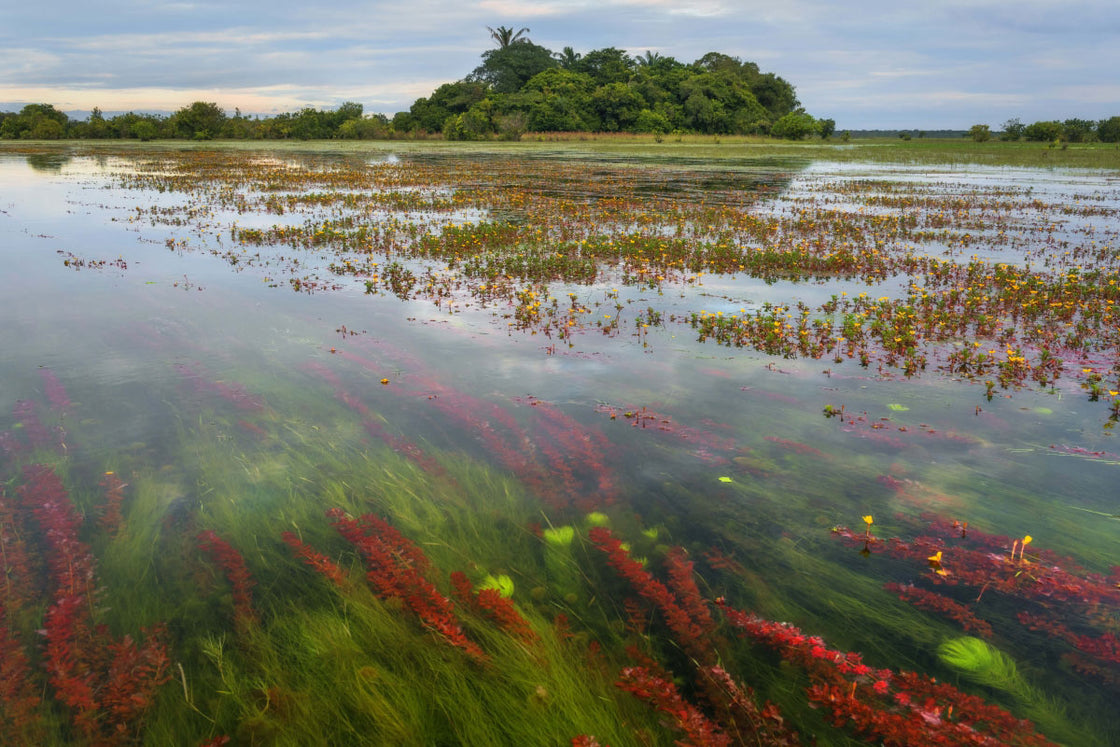 Sabana inundada-Arauca, 2019